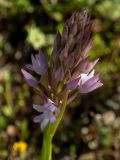 Anacamptis pyramidalis