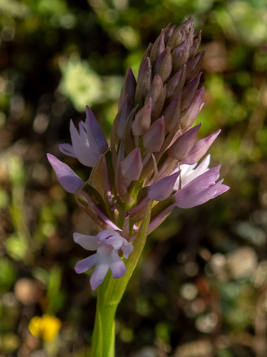 Изображение особи Anacamptis pyramidalis.