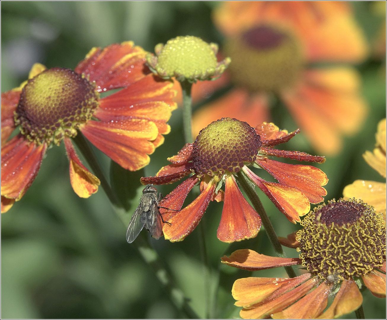 Image of Helenium autumnale specimen.