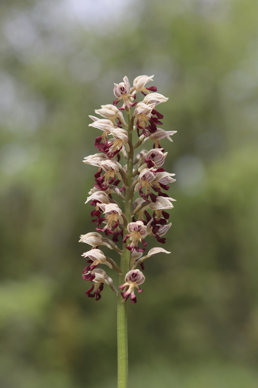 Изображение особи Orchis &times; calliantha.