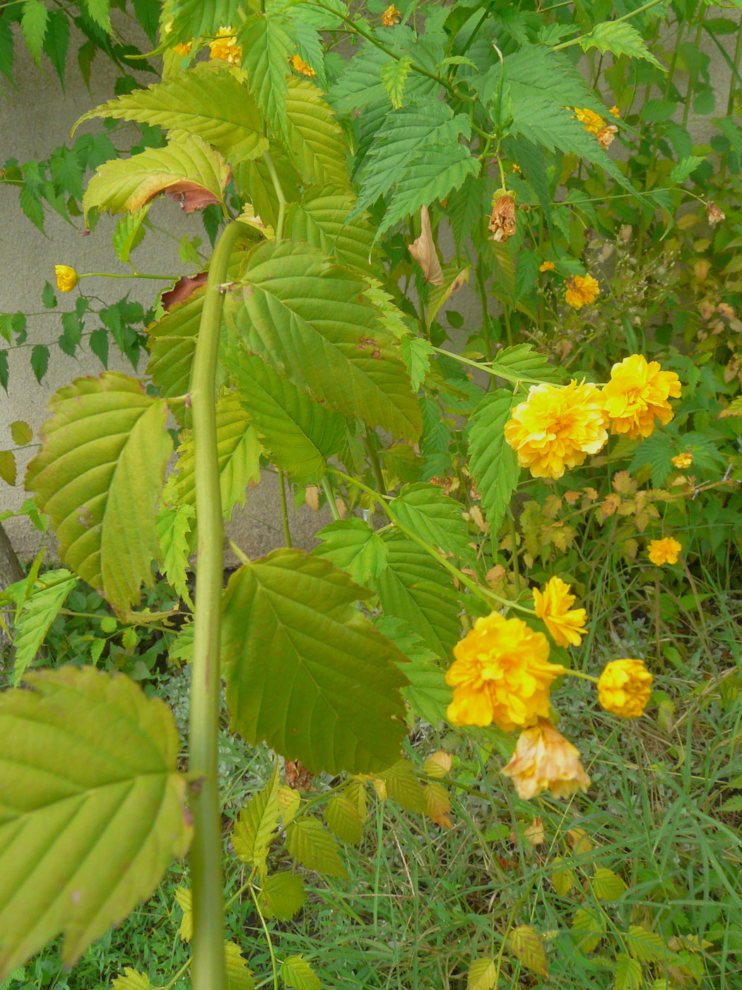 Image of Kerria japonica var. pleniflora specimen.