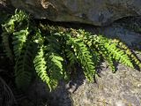 Polypodium vulgare