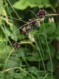Allium oleraceum. Верхушки цветущих растений с соцветиями, содержащими цветки и луковички. Ленинградская обл., Ломоносовский р-н, дер. Мурилово, сухой луг на известняках. 17.07.2010.