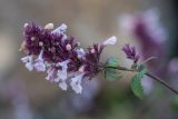 Nepeta grandiflora. Верхушка побега с соцветием. Кабардино-Балкария, Чегемский р-н, окр. с. Булунгу, каменистый склон. 05.08.2021.