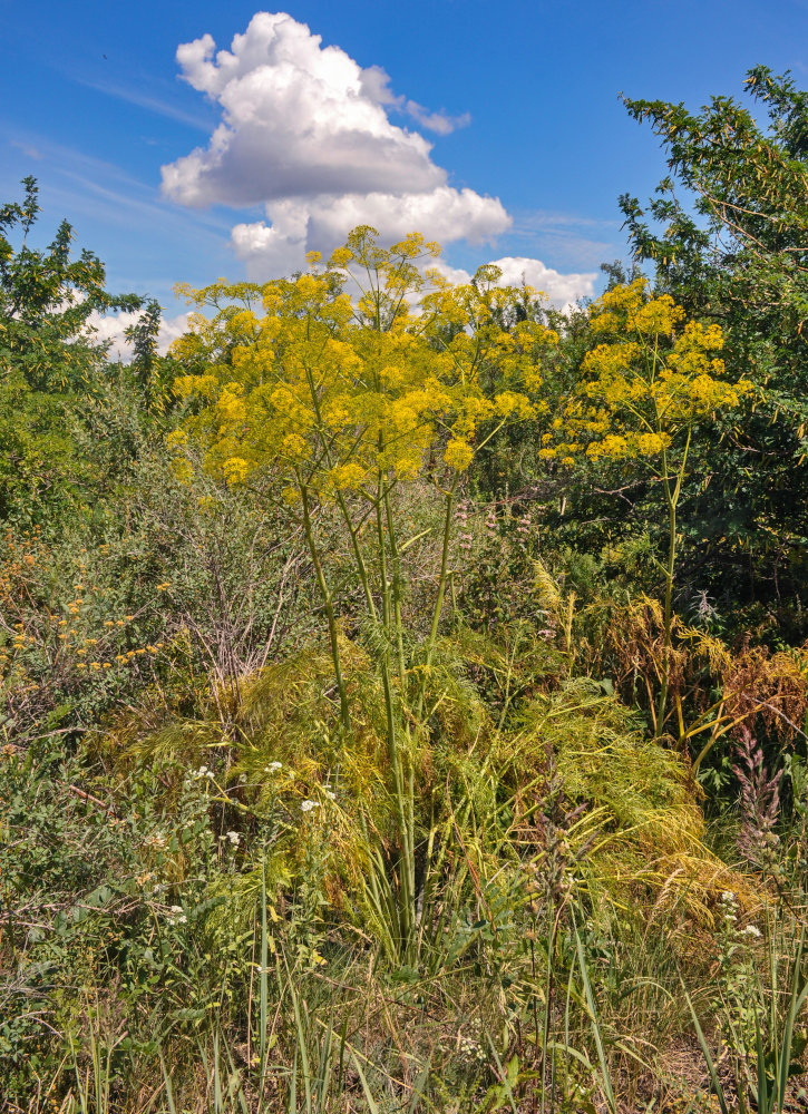 Изображение особи Ferula songarica.