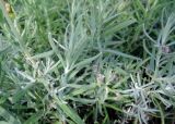 Lavandula angustifolia. Стебли и листья. Москва, Якиманка, ЦПКиО им. Горького, Партер, в культуре. 29.08.2020.