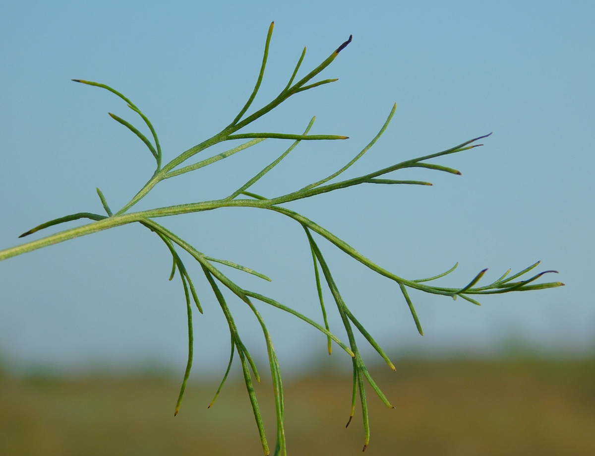 Image of Artemisia abrotanum specimen.