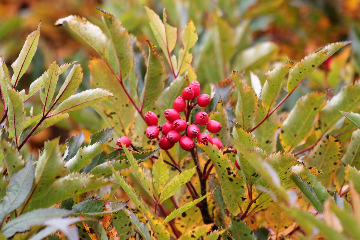 Image of Sorbus sambucifolia specimen.