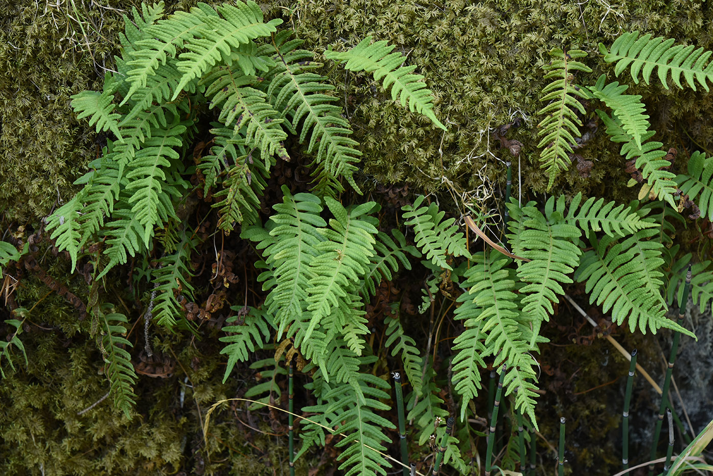 Изображение особи Polypodium vulgare.