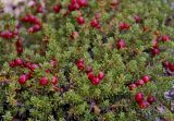 Empetrum rubrum. Плодоносящие веточки. Аргентина, пров. Санта-Круз, нац. парк «Лос-Гласьярес», долина р. De las Vueltas выше г. Эль Чалтен, задернованный галечник по берегу. 14.03.2014.