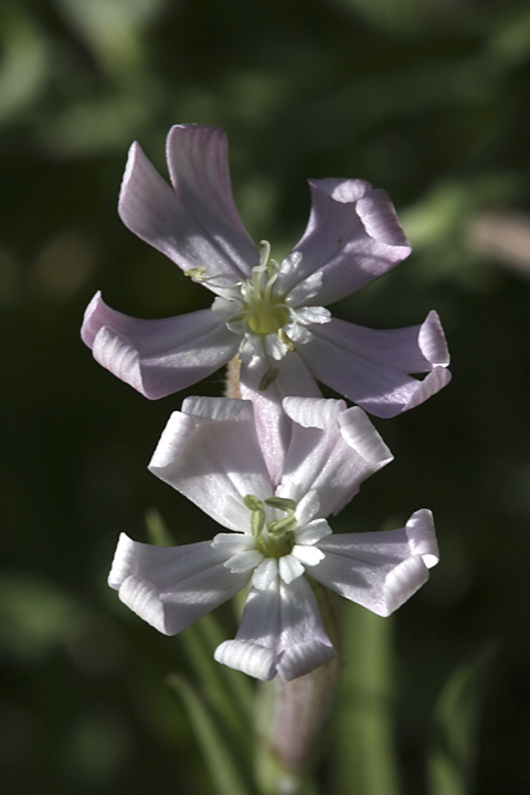 Изображение особи Silene guntensis.