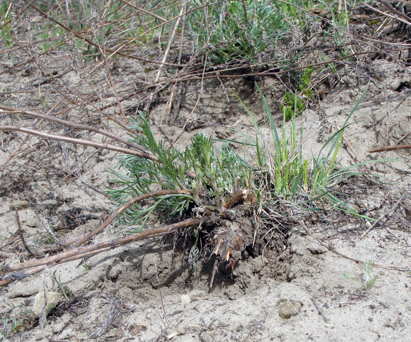 Image of genus Artemisia specimen.