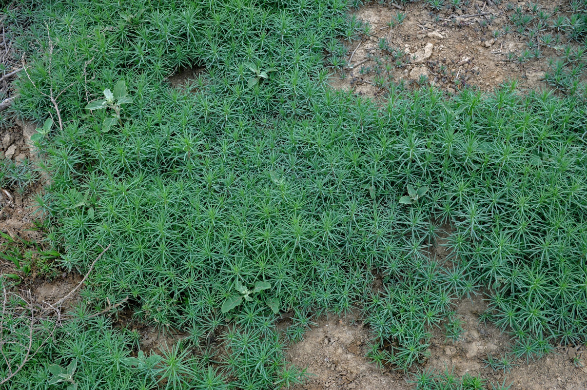 Image of Suaeda altissima specimen.