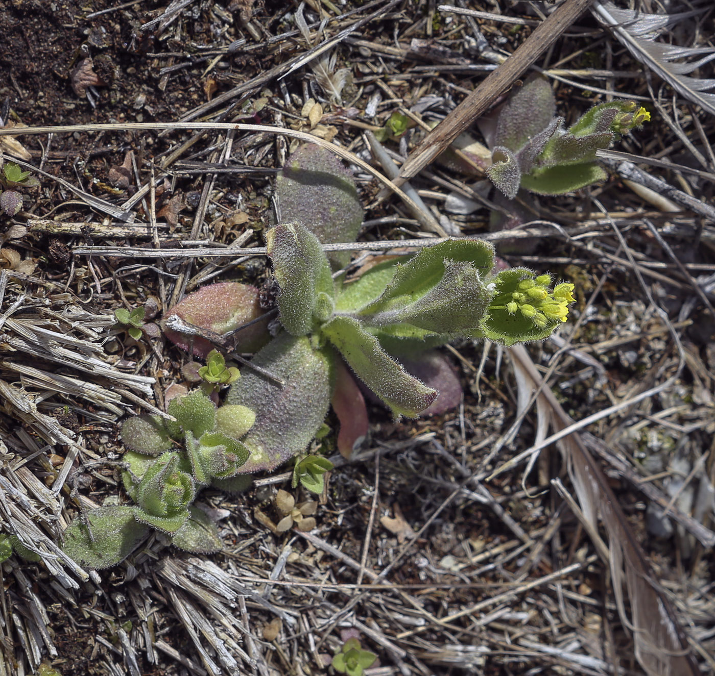 Image of Draba nemorosa specimen.