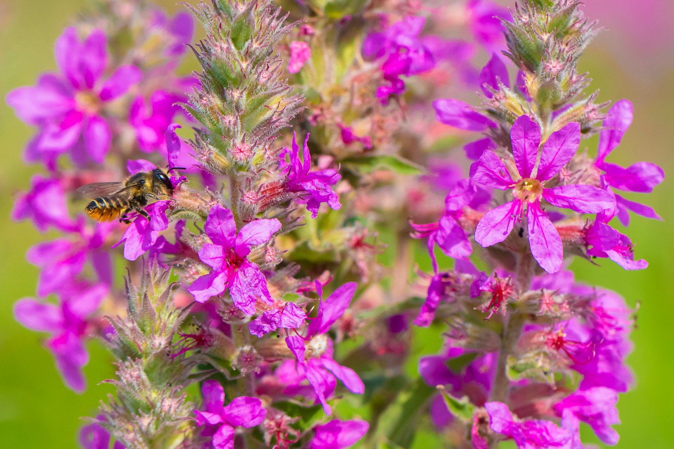 Изображение особи Lythrum tomentosum.