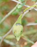 Parkinsonia florida