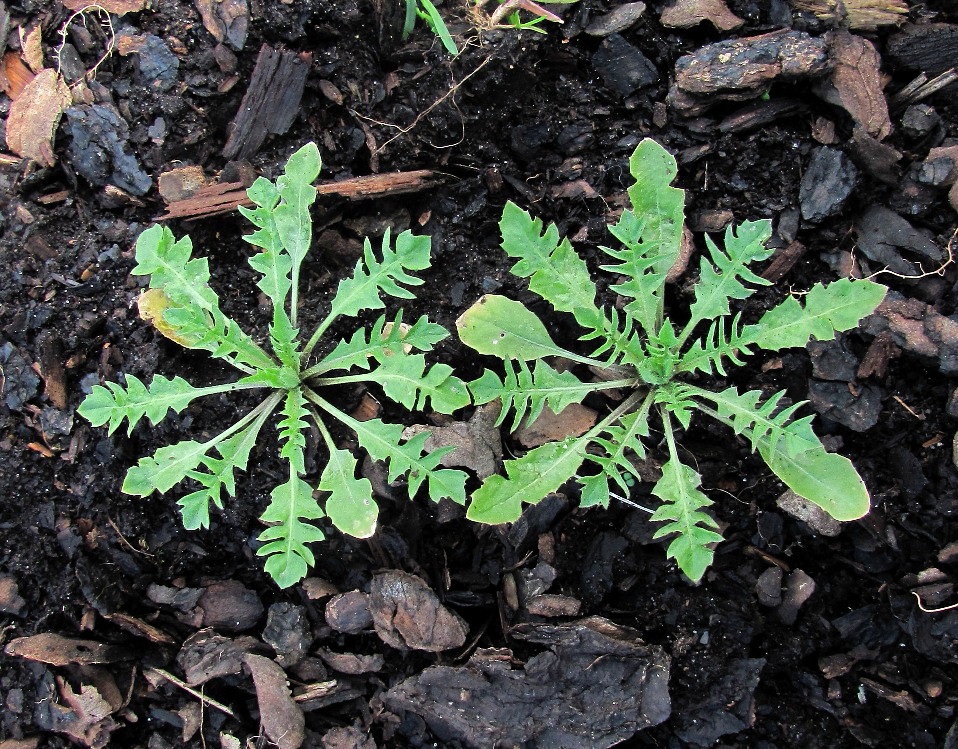 Image of Capsella bursa-pastoris specimen.