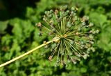 Allium aflatunense