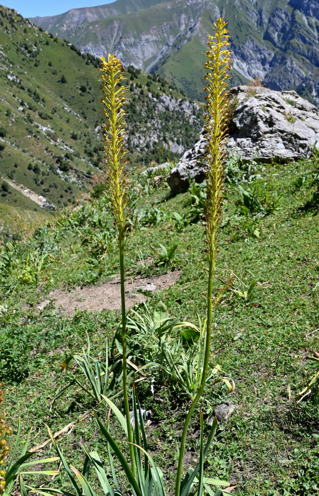 Изображение особи Eremurus fuscus.