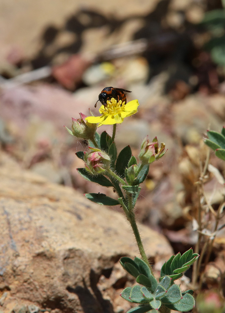 Image of Potentilla bifurca specimen.