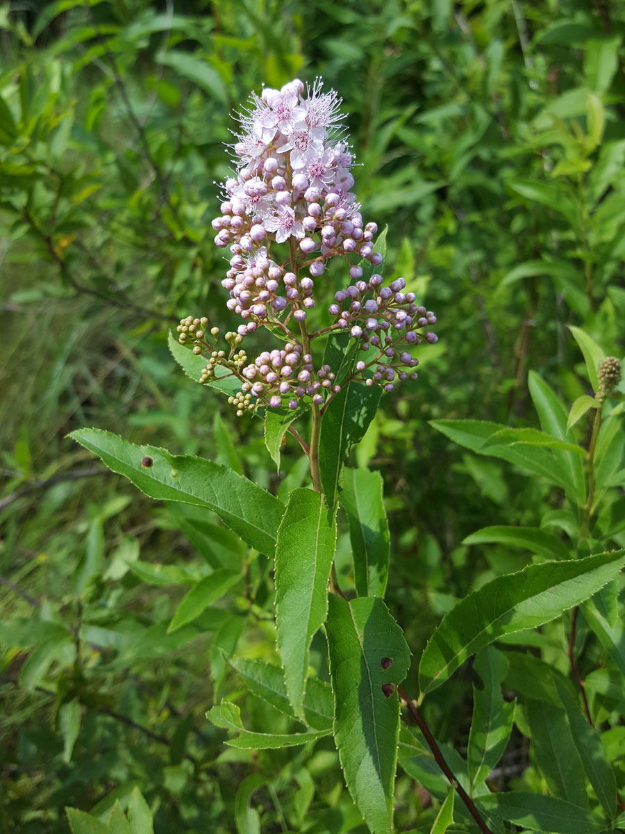 Image of Spiraea salicifolia specimen.