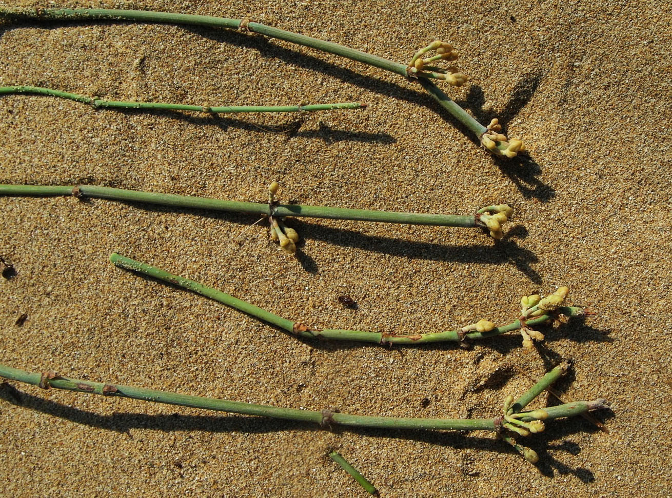 Image of Ephedra foeminea specimen.