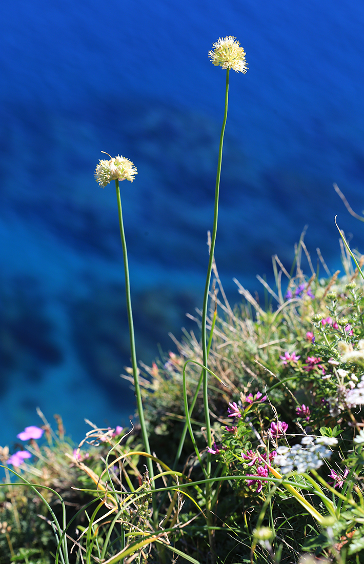 Image of Allium condensatum specimen.