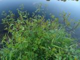 Bidens frondosa