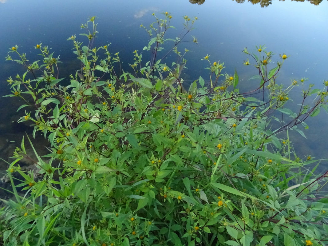 Image of Bidens frondosa specimen.