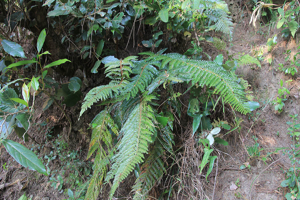 Image of genus Polystichum specimen.