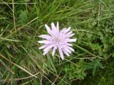 Scorzonera rosea