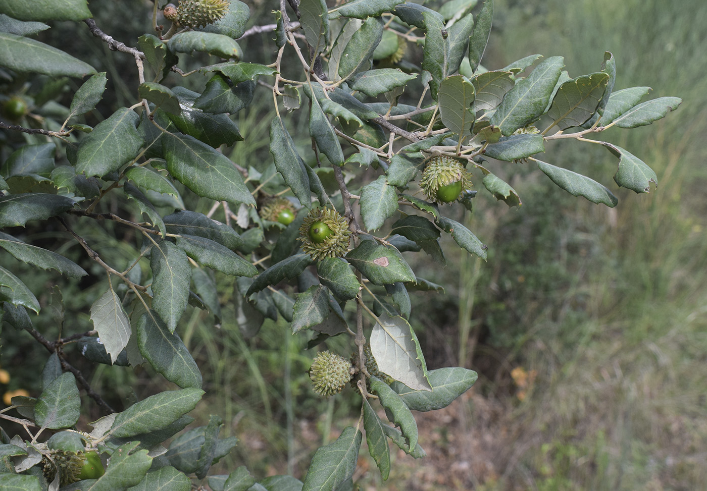 Image of Quercus suber specimen.