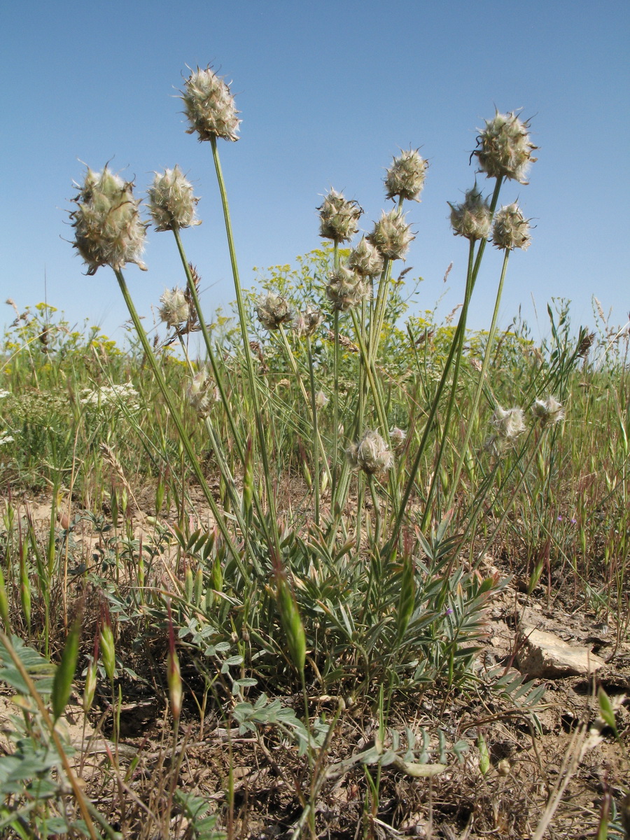 Изображение особи Astragalus stenanthus.