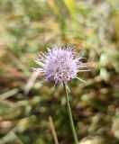 Allium kaschianum