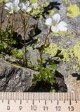 Saxifraga sibirica
