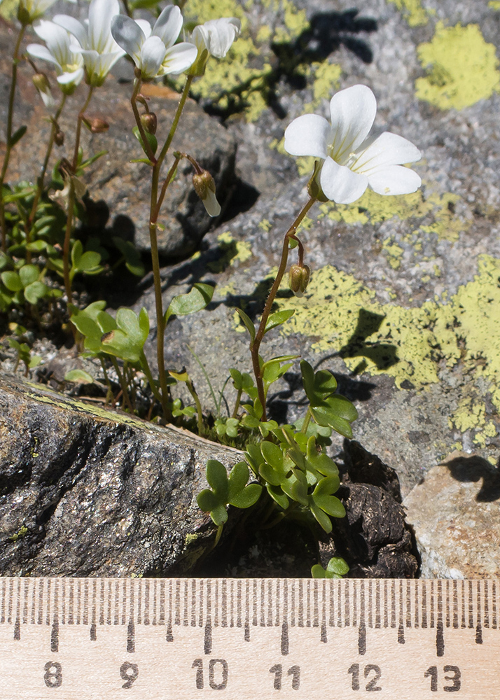 Image of Saxifraga sibirica specimen.