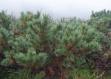 Pinus pumila. Взрослые растения на краю шлакового поля. Камчатский край, Елизовский р-н, природный парк \"Вулканы Камчатки\", кордон \"Авачинский перевал\", кемпинг. 28.08.2022.