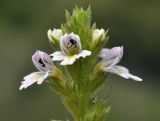 Euphrasia maximowiczii