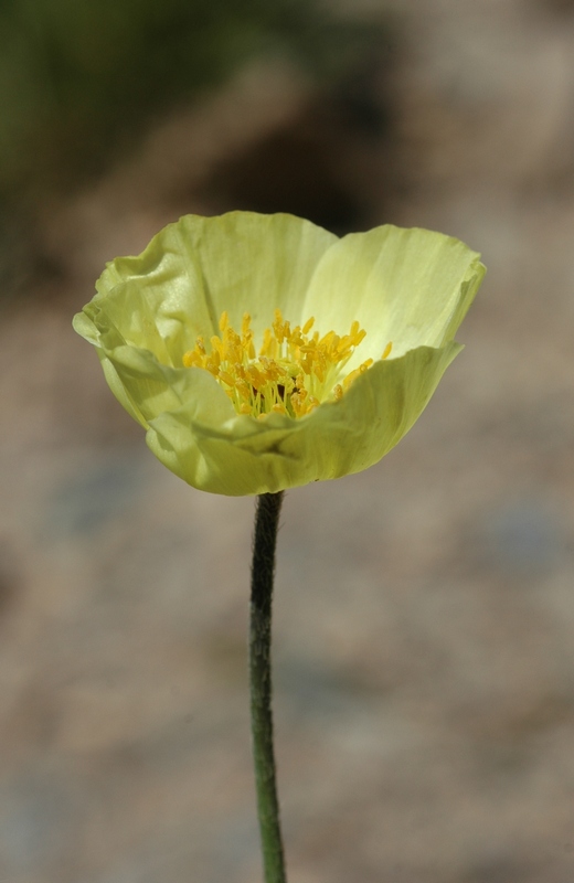 Image of Papaver pseudocanescens specimen.