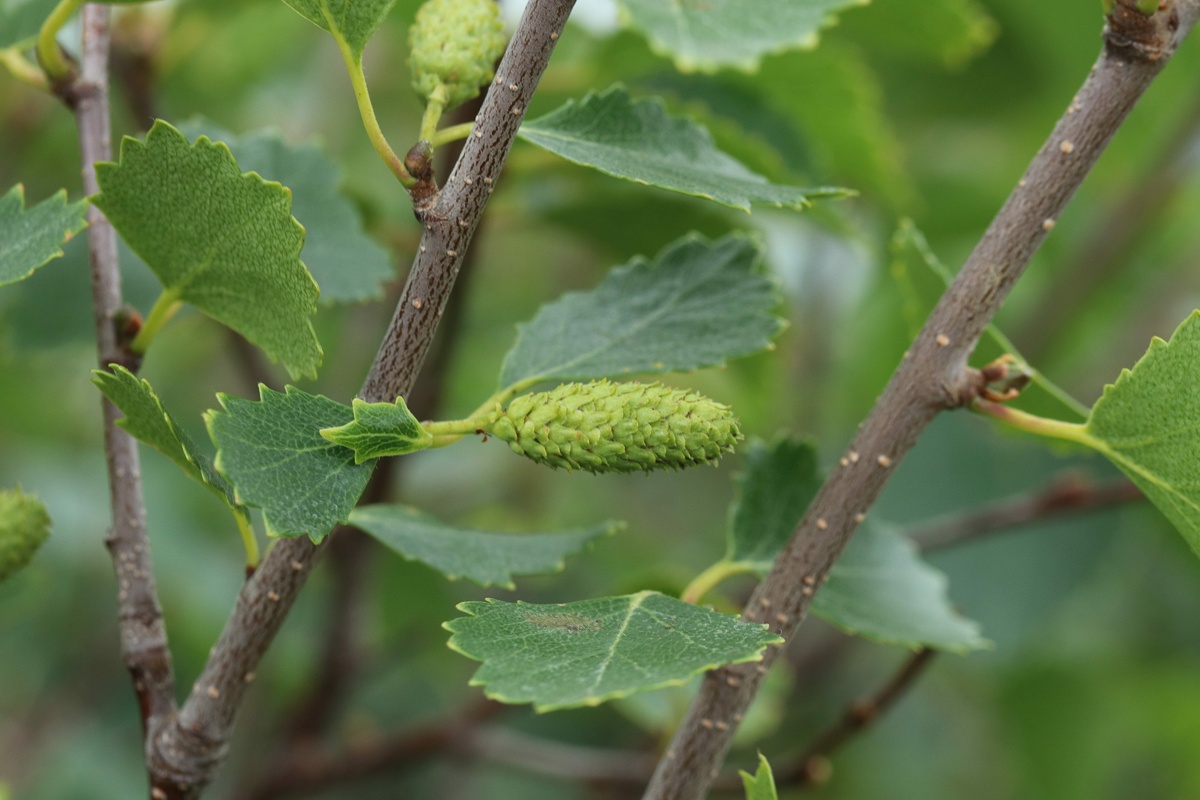 Изображение особи Betula czerepanovii.