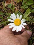 Leucanthemum vulgare