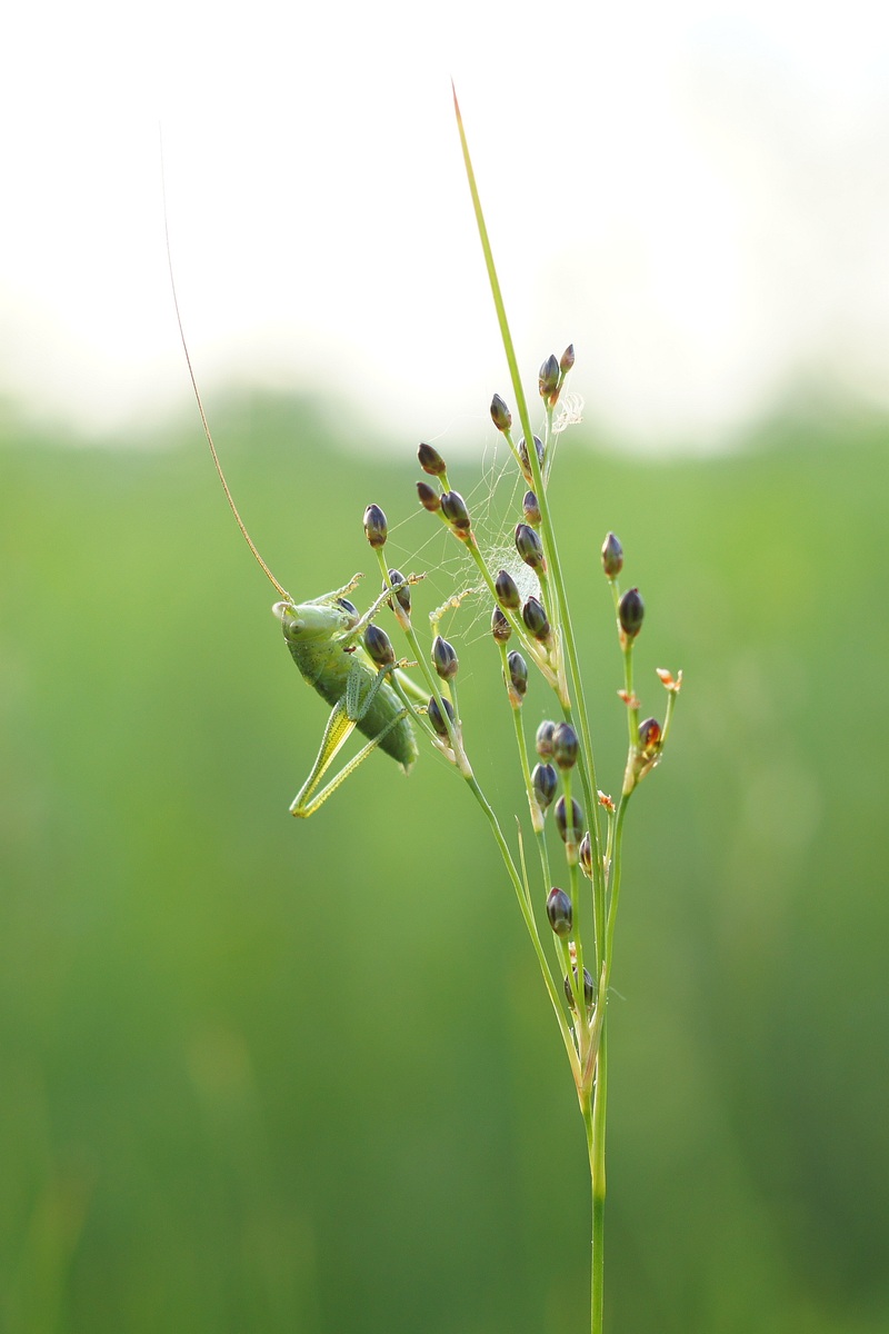 Изображение особи род Juncus.