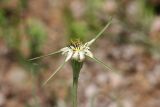 Tragopogon porrifolius ssp. longirostris
