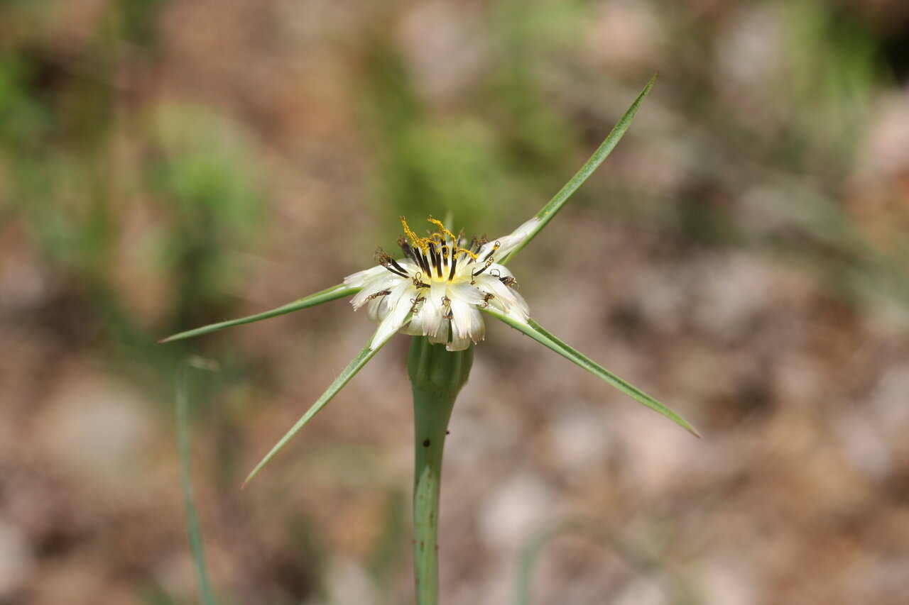 Image of Tragopogon porrifolius ssp. longirostris specimen.