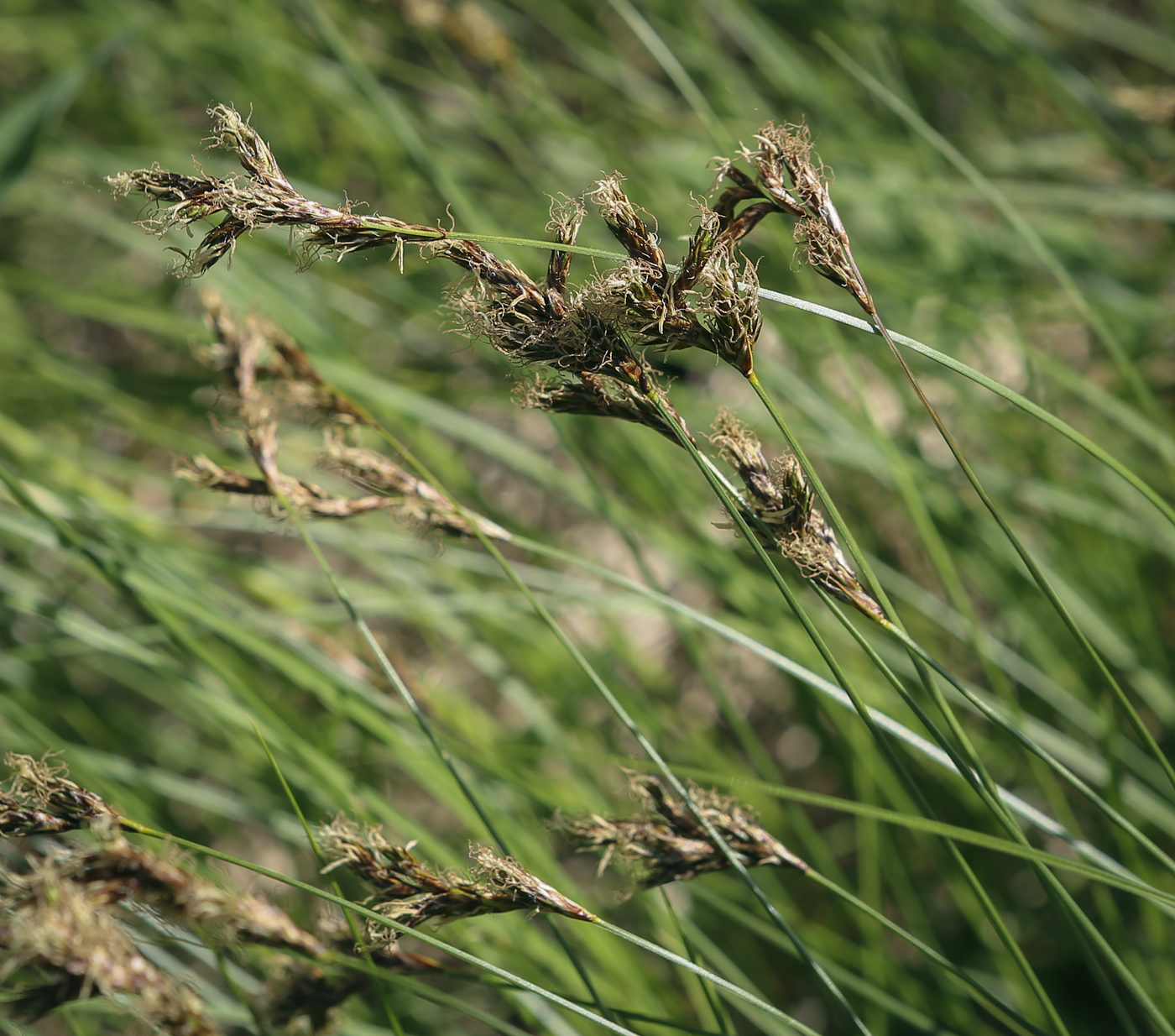 Image of Carex praecox specimen.