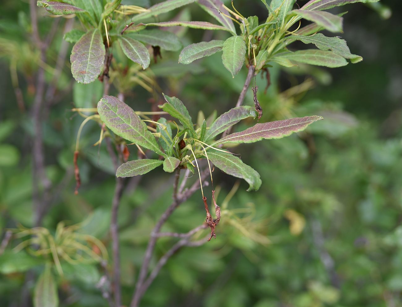 Image of Rhododendron luteum specimen.