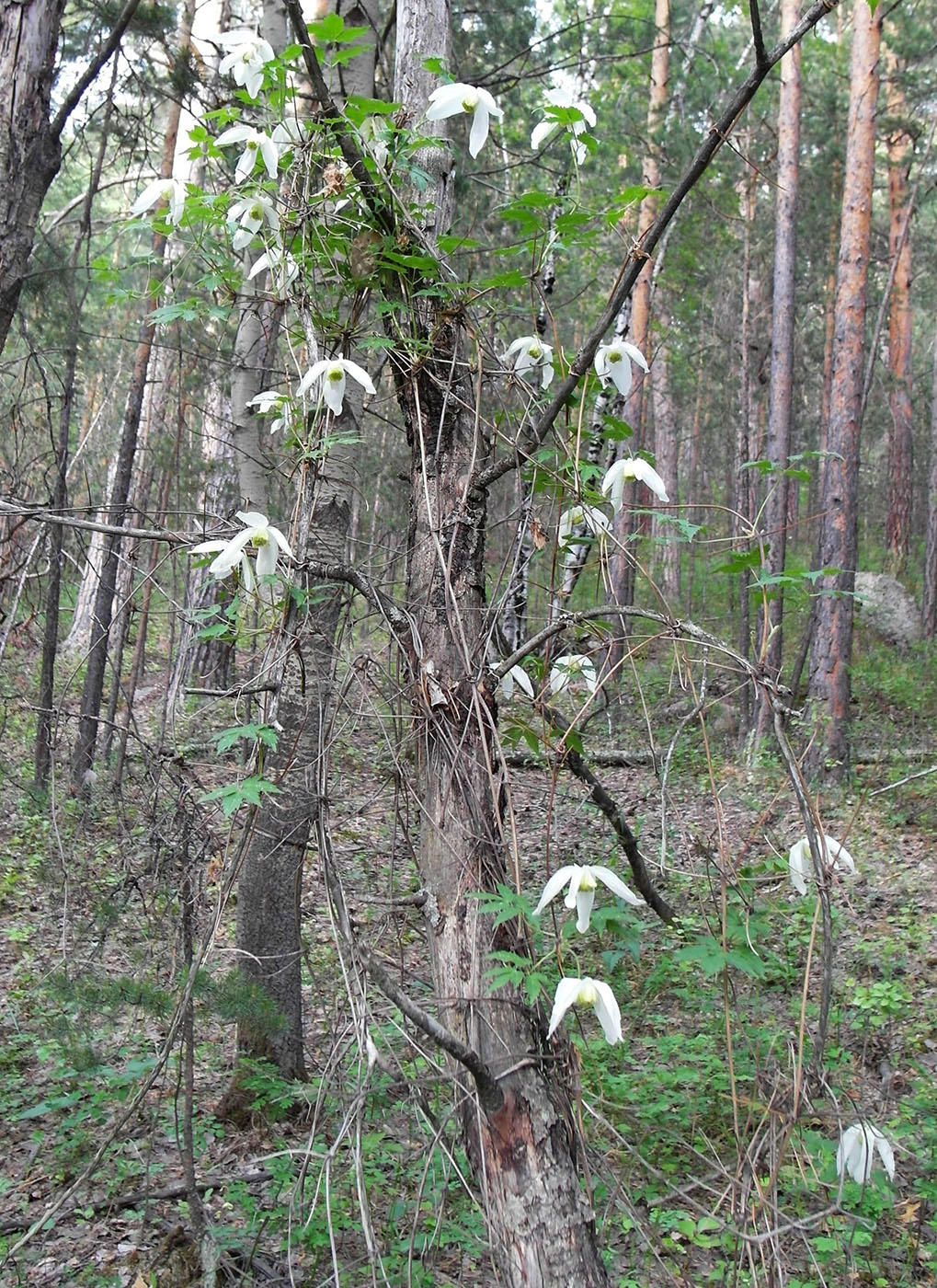 Изображение особи Atragene sibirica.