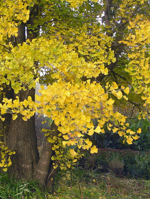 Image of Ginkgo biloba specimen.