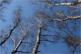 Betula pendula. Верхушки покоящихся взрослых растений. Москва, Жулебинский лес. 25.04.2006.