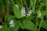 Maianthemum bifolium